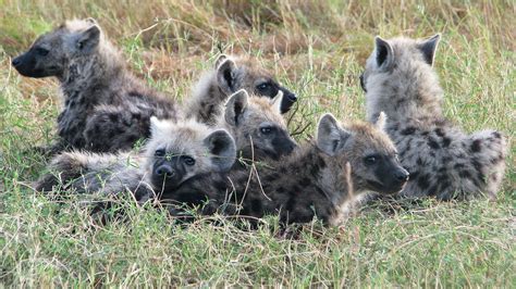 Hyena society is founded on friendship | Science | AAAS