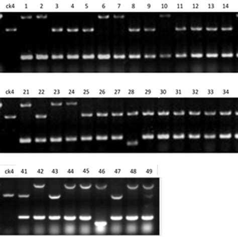Location of the primers and deletion sequence in DEP1. The dashed line ... 
