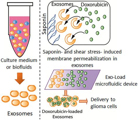 Drug Loading Into Exosomes By Exo Load Schematic Representation Of The Download Scientific