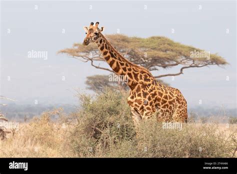 Giraffes In Masai Mara Nairobi Amboseli Kenya Africa Stock Photo