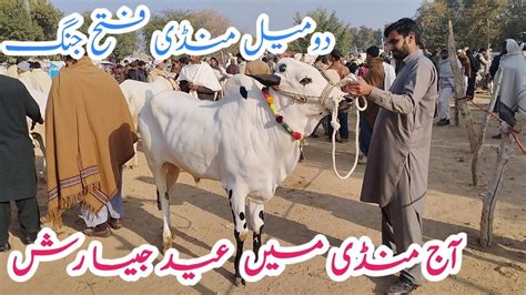 Domail Mandi Fatehjang Latets Update Ll Dhani Bulls Ll Jamil Tv Ll