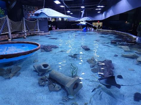 Top 3 Things to Do in San Antonio Aquarium