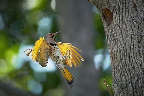 20 Inspirational Pictures of Birds in Flight - Birds and Blooms