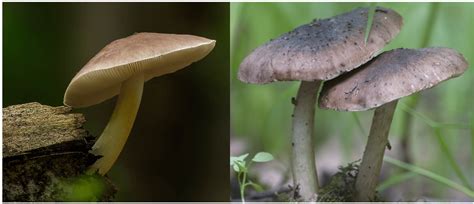 25 Common Mushrooms Found In Vermont 2024 Bird Watching Hq