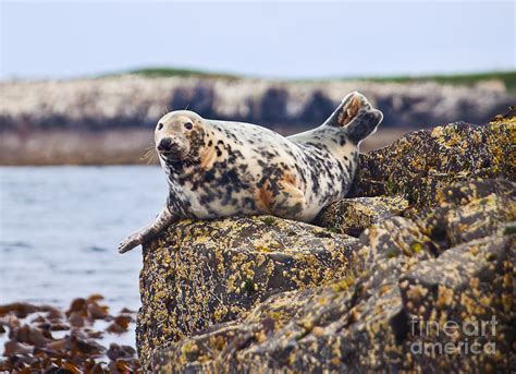 Atlantic Grey Seal Halichoerus grypus Photograph by Liz Leyden - Fine Art America