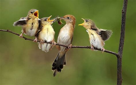 HD wallpaper: Birds feeding, 4 birds, animals, 1920x1200 | Wallpaper Flare