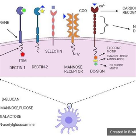 Different Types Of C Type Lectins Including Dectin Dectin Mannose