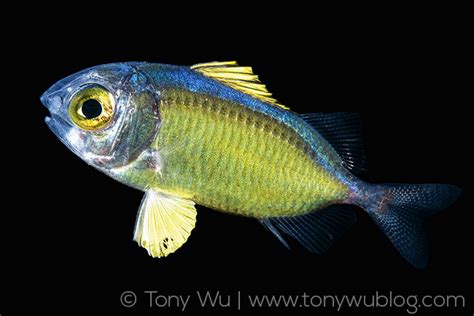 Blackwater Diving In Palau Juvenile Fish Photographs