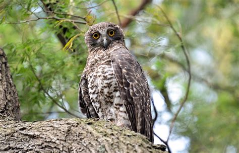 January Ebirder Of The Month Challenge Ebird Australia