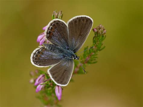 Silver-studded Blue | Butterfly Conservation