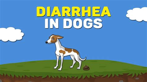 Vomiting And Diarrhea In Dogs - When To Visit The Vet? - Petmoo