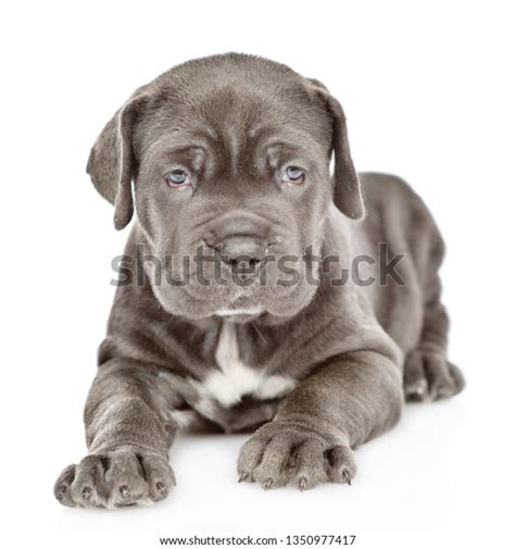 957 Neapolitan Mastiff Puppy Images Stock Photos And Vectors Shutterstock