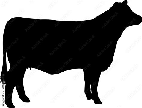 Brangus Cow Vector Silhouette Stock Vektor Adobe Stock