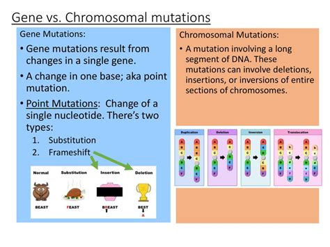 Genetic Mutation Types