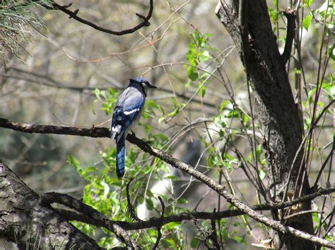 Blue Jay Bird Nature Free Photo On Pixabay Pixabay