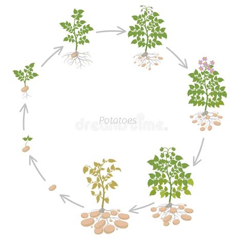 Crop Stages of Okra. Growing Okro Plant. Harvest Growth Vegetable. Abelmoschus Esculentus ...