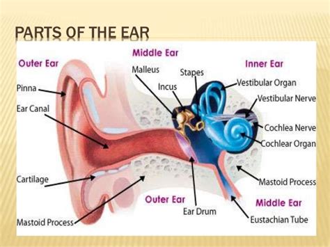 The Human Ear