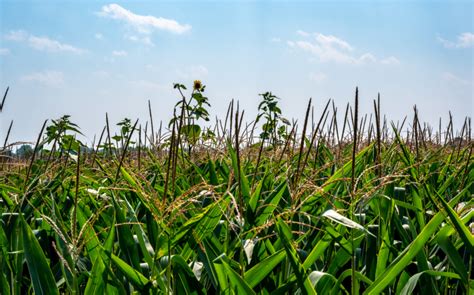 What Is Herbicide Resistance Hr Wikifarmer