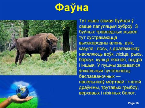 Белавежская пушча - презентация онлайн