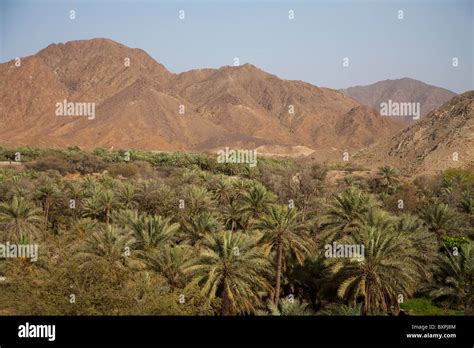 Oasis Of Al Dhaid Hajar Mountains Sharjah United Arab Emirates Stock