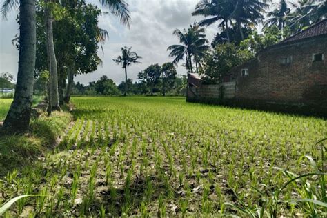 Ratusan Hektare Sawah Di Lombok Tengah Alami Kekeringan