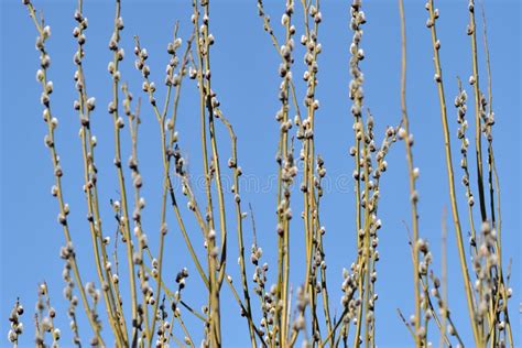 Bush Of Pussy Willow On Background Of Blue Sky Stock Image Image Of Nature March 143878171