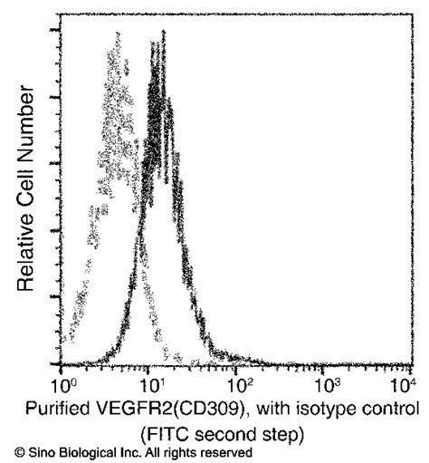 VEGFR2 KDR Antibody Guideline Preparation Dilution And Applications