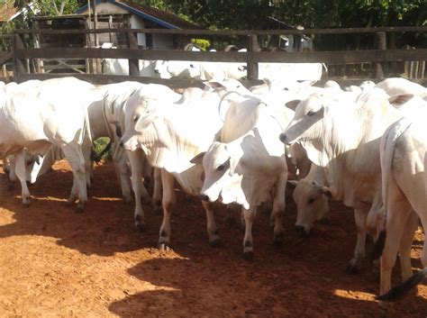 Fazenda Primavera Nelore Luz Página 2 Seleção de Nelore PO Puro