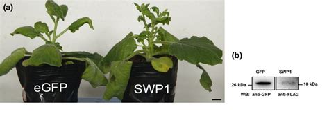 Table From Identification Of Wheat Blue Dwarf Phytoplasma Effectors