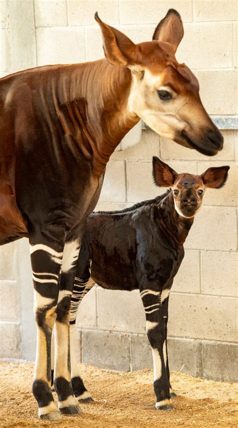 Beni The Baby Okapi Born At Disneys Animal Kingdom Lodge Disney