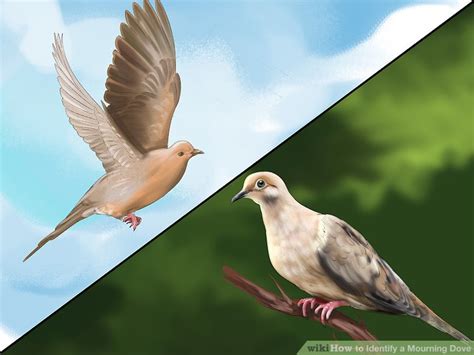 How to Identify a Mourning Dove: 13 Steps (with Pictures)