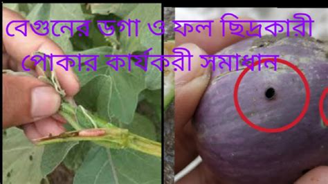 বেগুনের ডোগা ও ফল ছিদ্রকারী পোকা দমনের কার্যকরী সমাধান Youtube