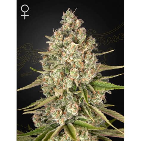 LOST PEARL Green House Seeds Sementes De Maconha Fem