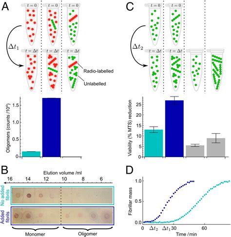 Proliferation Of Amyloid Aggregates Occurs Through A Secondary