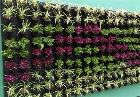 10 Jenis Tanaman Hias Yang Cocok Untuk Ditanam Pada Vertical Garden