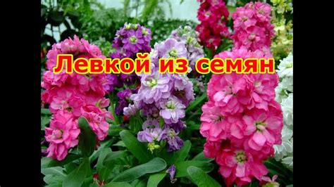 Выращиваем левкой из семян - YouTube