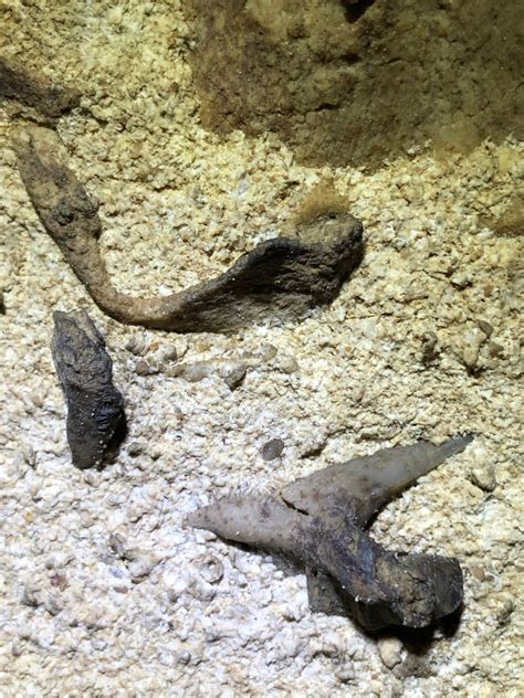 Rare shark fossils found in Mammoth Cave | WKRN News 2