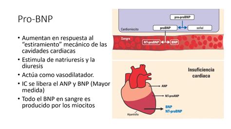 Tierra Cambiable Excremento Marcador Cardiaco Bnp Especial Cha Verbo