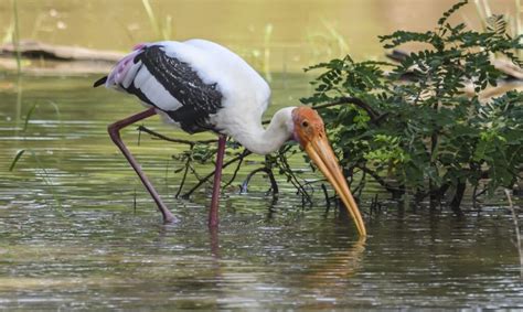 Jenis Burung Bangau Yang Ada Di Indonesia