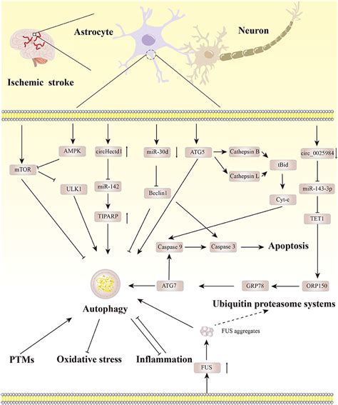 Frontiers Research Progress On Astrocyte Autophagy In Ischemic Stroke