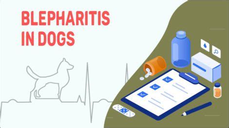 Blepharitis In Dogs - Eyelid Inflammation Signs & Treatments - Petmoo