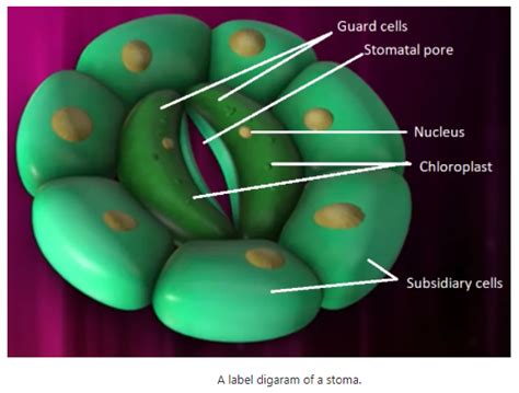 The function of stomata – PLANT STOMATA ENCYCLOPEDIA