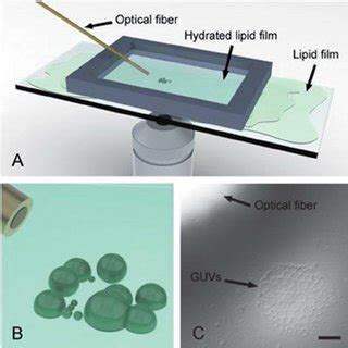 Confocal Laser Scanning Micrographs Of Forming Formed Vesicles From