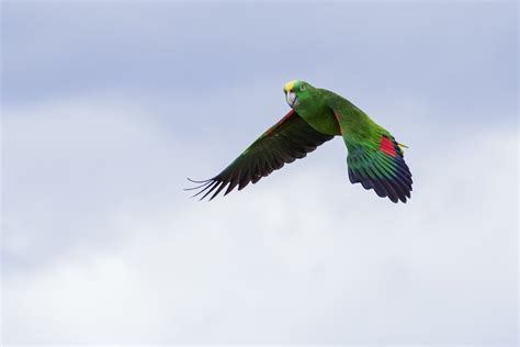 Amazon Parrot Care Guide - Types, Lifespan & More » Petsoid