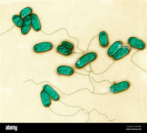 Legionella Bacteria Coloured Scanning Electron Micrograph Sem Of