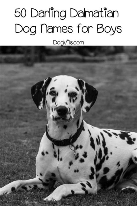 100 Absolutely Darling Dalmatian Dog Names - DogVills