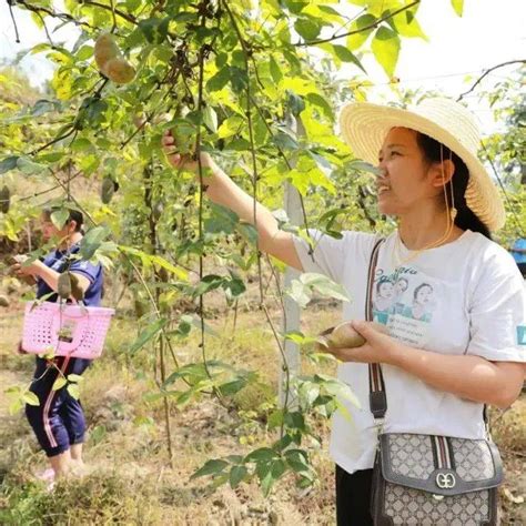 【关注】贵州剑河：八月瓜成熟 果农采摘忙种植发展谷村