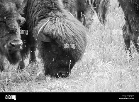 Bison Black And White Stock Photos And Images Alamy