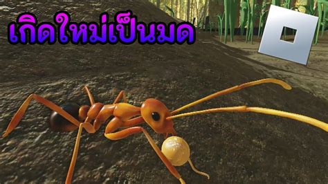 Roblox Ant Life BROODMOTHER ชวตมด YouTube