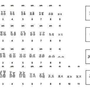 Comparative chromosome morphology in the 4 species | Download ...